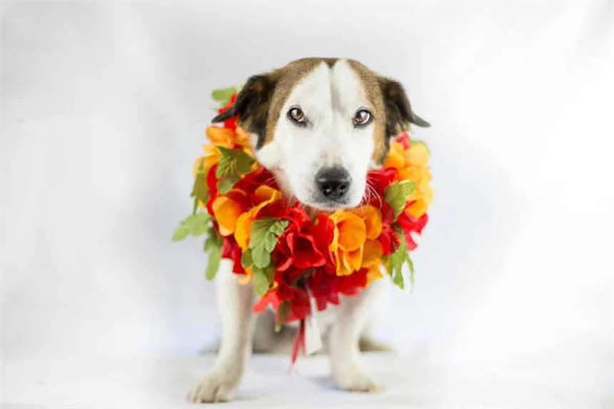 Problèmes de dos chez le chien : 5 signes à ne pas ignorer