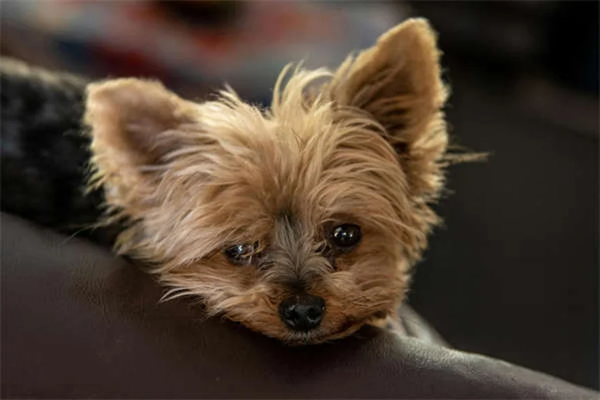 Cardiomyopathie dilatée chez le chien : symptômes, causes et traitements