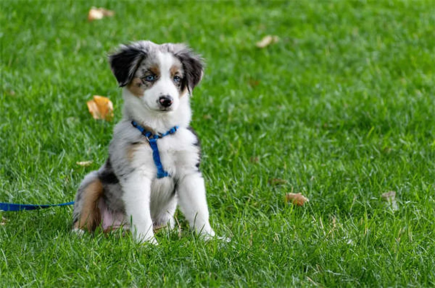 Cardiomyopathie dilatée chez le chien : symptômes, causes et traitements