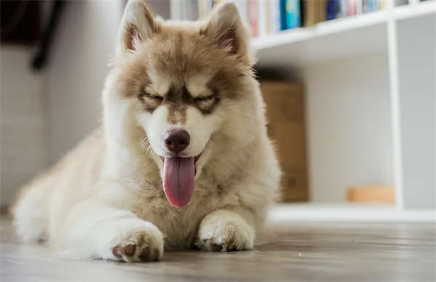 Parler à son animal : 5 bonnes raisons de le faire sans complexe