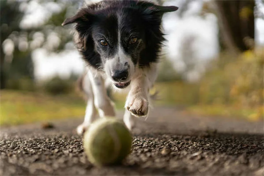 Parler à son animal : 5 bonnes raisons de le faire sans complexe