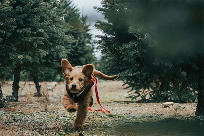 Parler à son animal : 5 bonnes raisons de le faire sans complexe