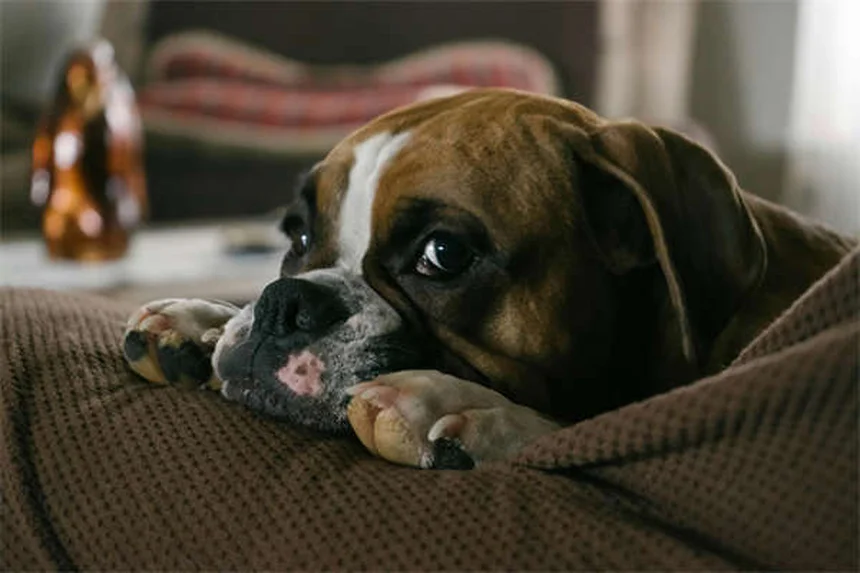 Rat boggling : pourquoi les yeux de mon rat vibrent ?