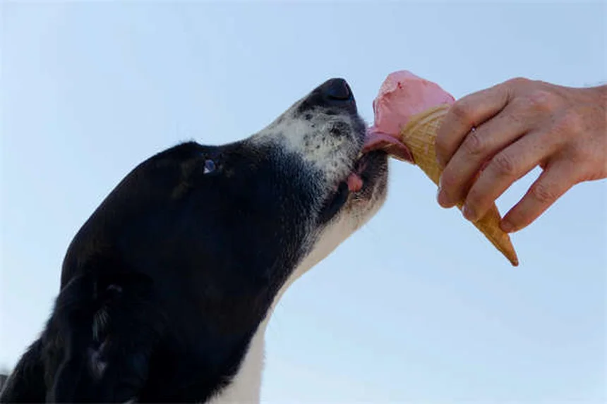 Mon chien a peur de sortir : 5 solutions efficaces pour l'aider