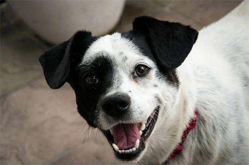 Nausée chez le chien : 5 signes qui doivent alerter