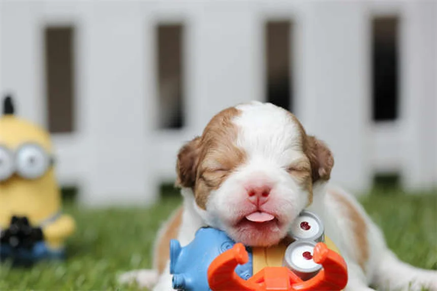 Nausée chez le chien : 5 signes qui doivent alerter