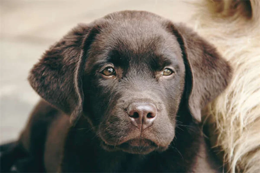 Mon chien ne mange plus : 5 solutions efficaces pour relancer son appétit