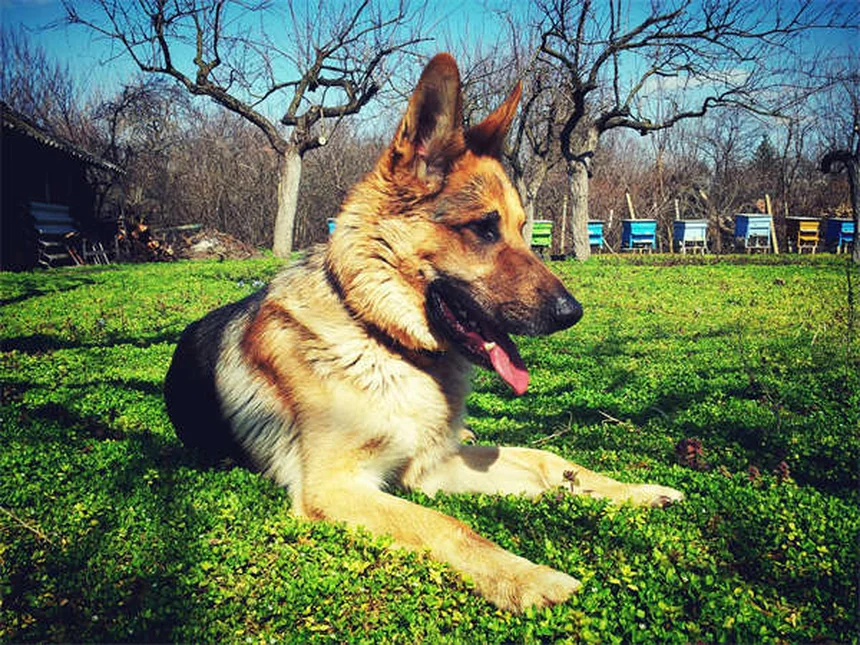 Top 5 des jouets d'enrichissement pour chien : stimulez l'intelligence de votre toutou