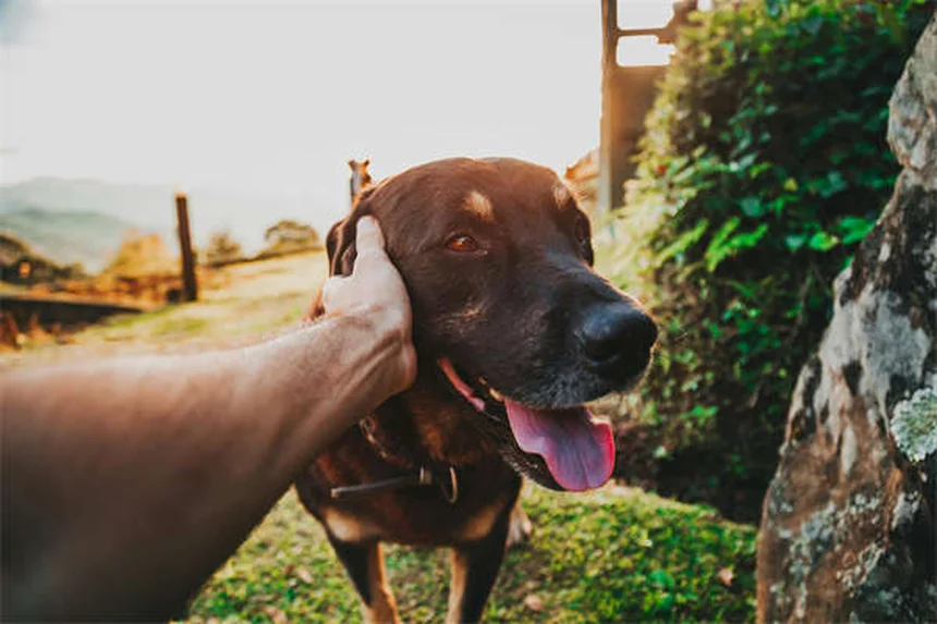 Clomicalm pour chiens et chats : le guide complet sur cet antidépresseur vétérinaire