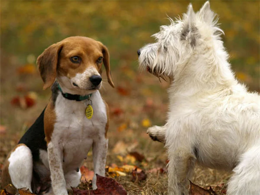 Clomicalm pour chiens et chats : le guide complet sur cet antidépresseur vétérinaire