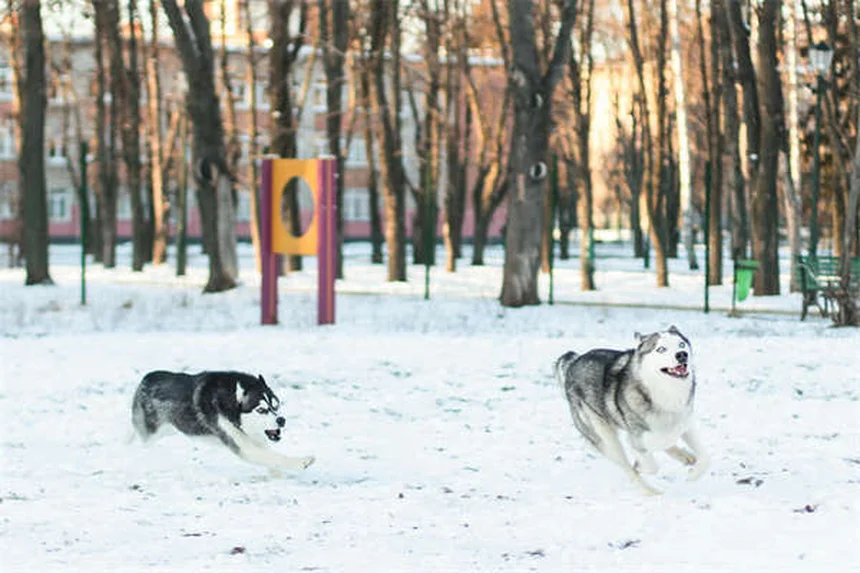 Fenbendazole pour chiens et chats : guide complet et conseils vétérinaires
