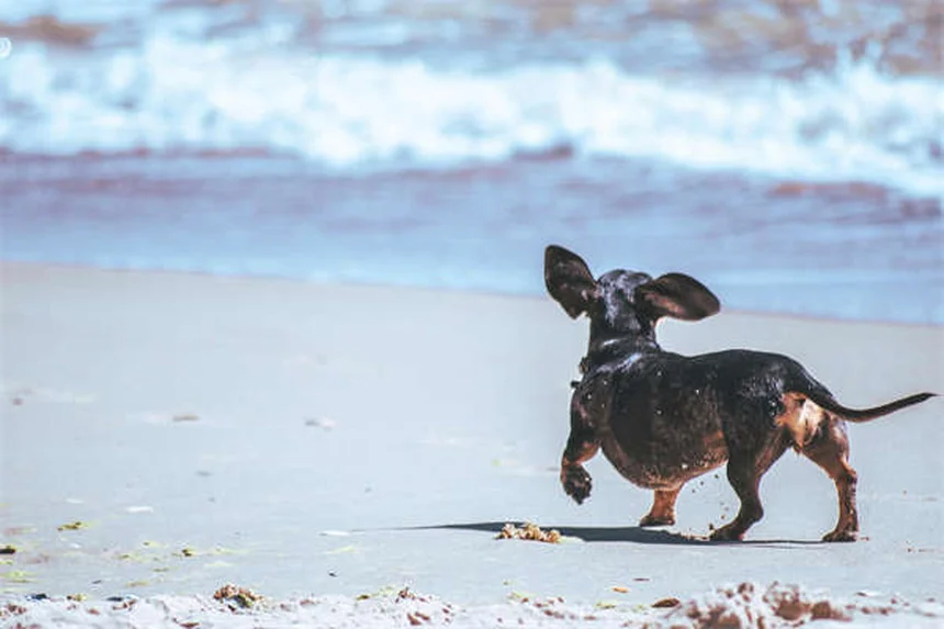 5 types de sécrétions oculaires chez le chien : quand consulter ?