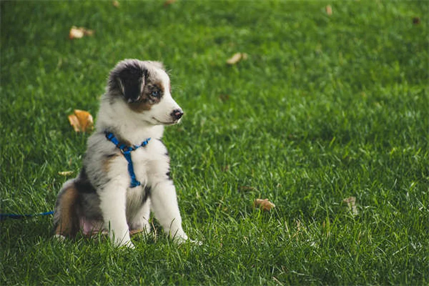 Chat qui urine partout : 5 solutions efficaces pour stopper le marquage