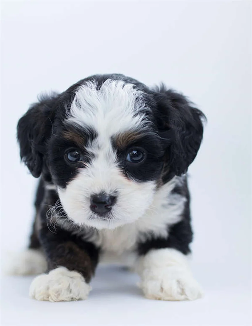 Comment enlever une tique sur son chien : guide complet et astuces