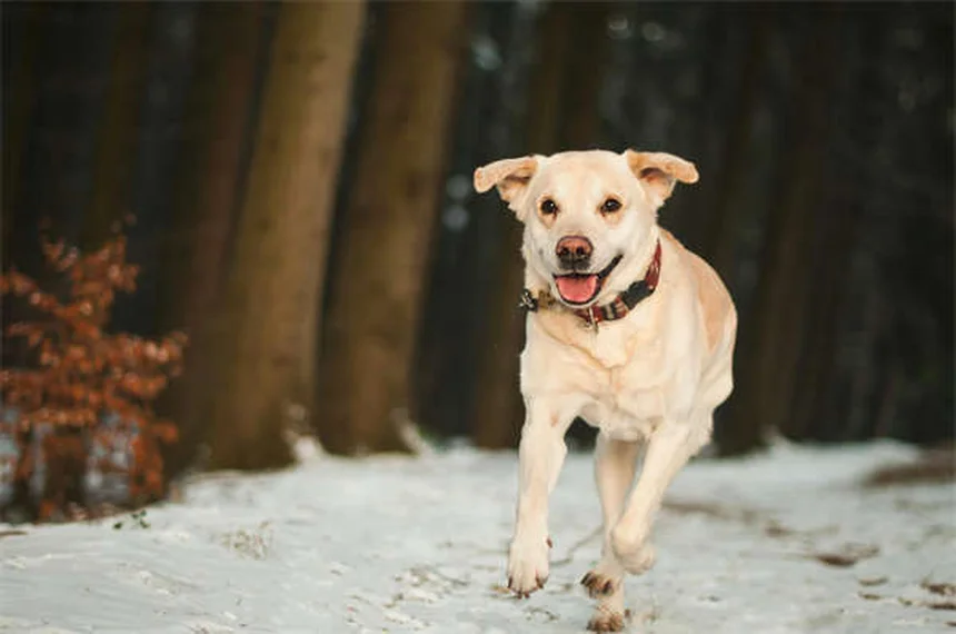5 bienfaits prouvés des animaux sur notre santé mentale
