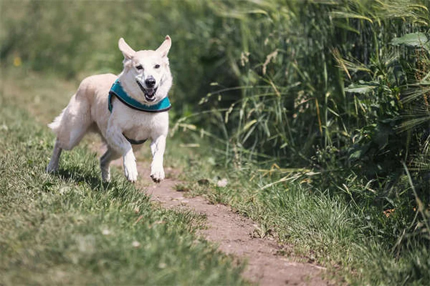 5 bienfaits prouvés des animaux sur notre santé mentale