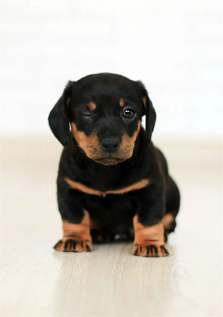 5 signes que votre chien vieillit et comment l'aider